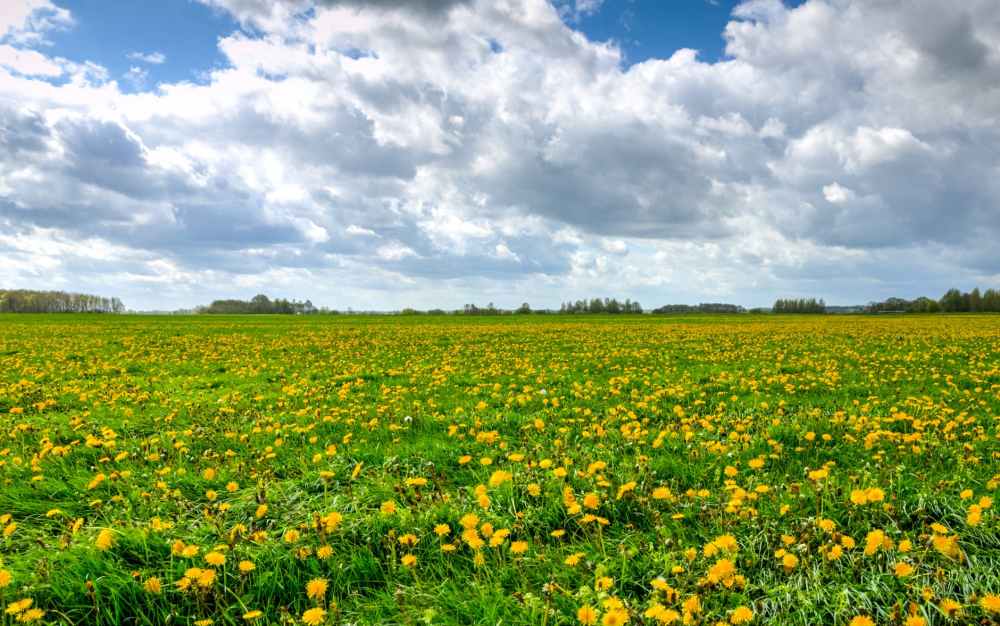 beautiful bloom blossom clouds