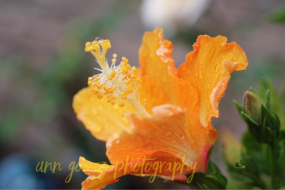 23B4EE95-46EE-4BE2-BC91-E5FA4AF5DBEB