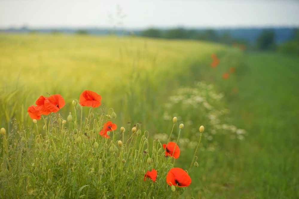 macro photography of red flowers