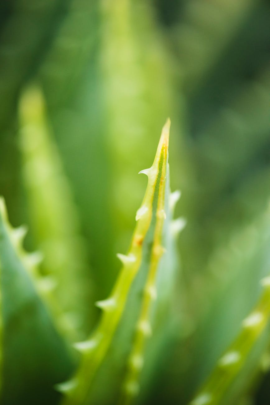 aloe vera blur cactus close up